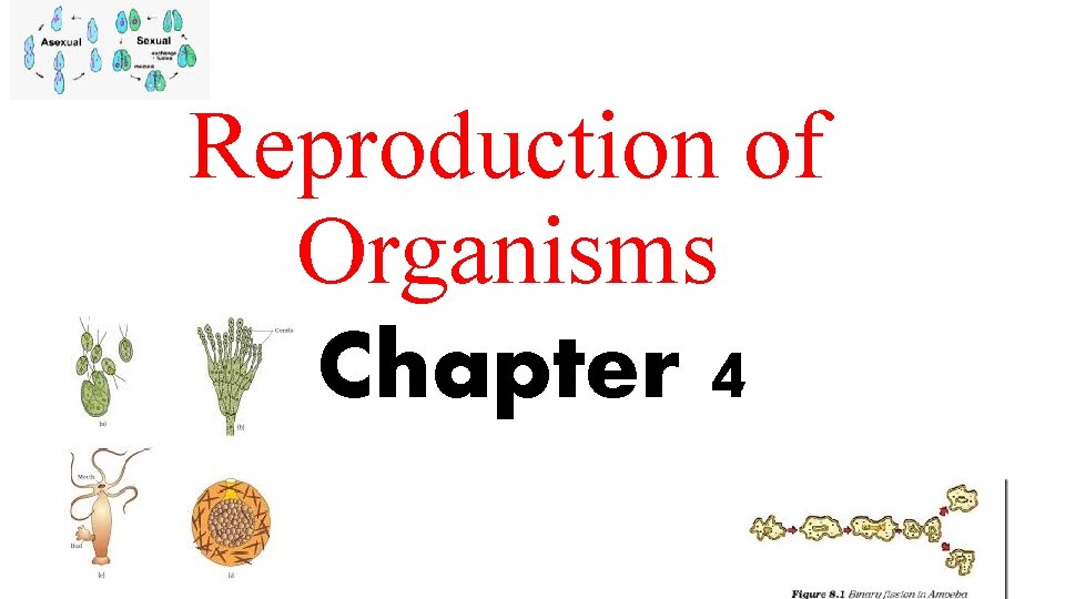 Reproduction of Organisms Chapter 4 
