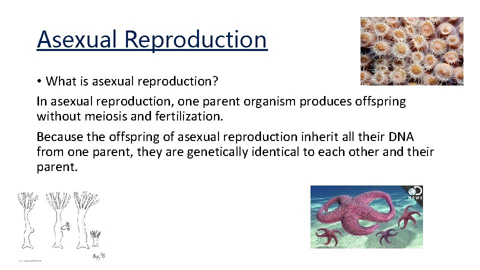 Asexual Reproduction • What is asexual reproduction? In asexual reproduction, one parent organism produces