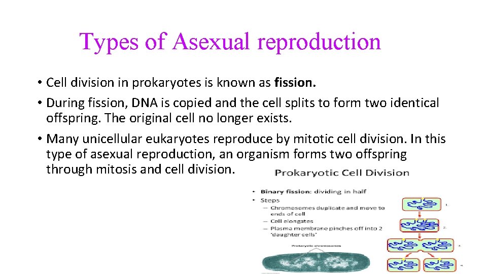 Types of Asexual reproduction • Cell division in prokaryotes is known as fission. •