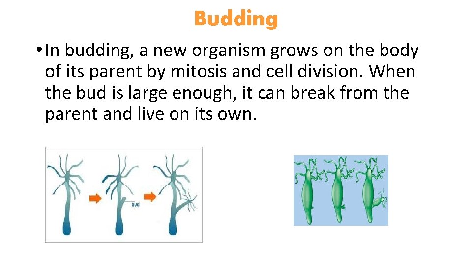 Budding • In budding, a new organism grows on the body of its parent
