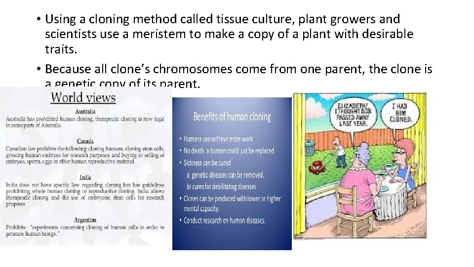 • Using a cloning method called tissue culture, plant growers and scientists use