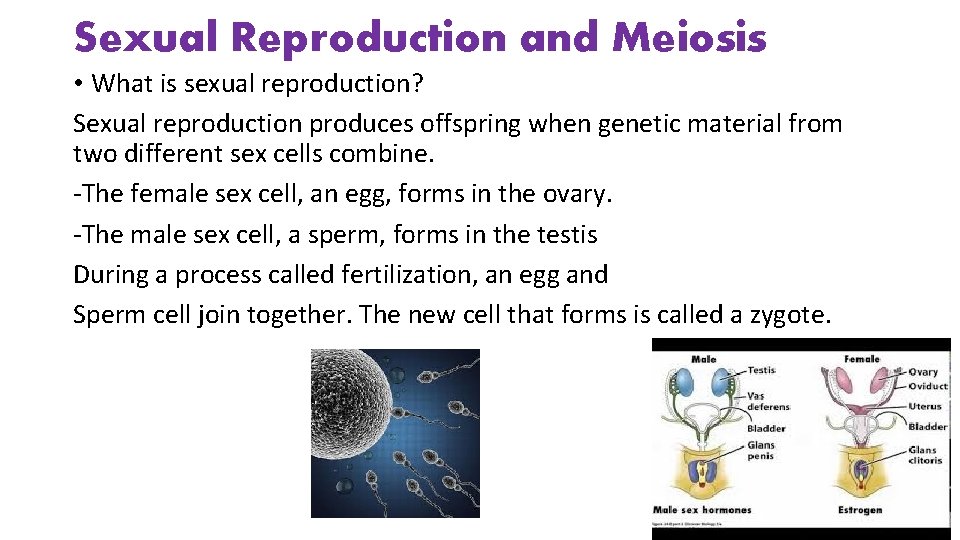 Sexual Reproduction and Meiosis • What is sexual reproduction? Sexual reproduction produces offspring when