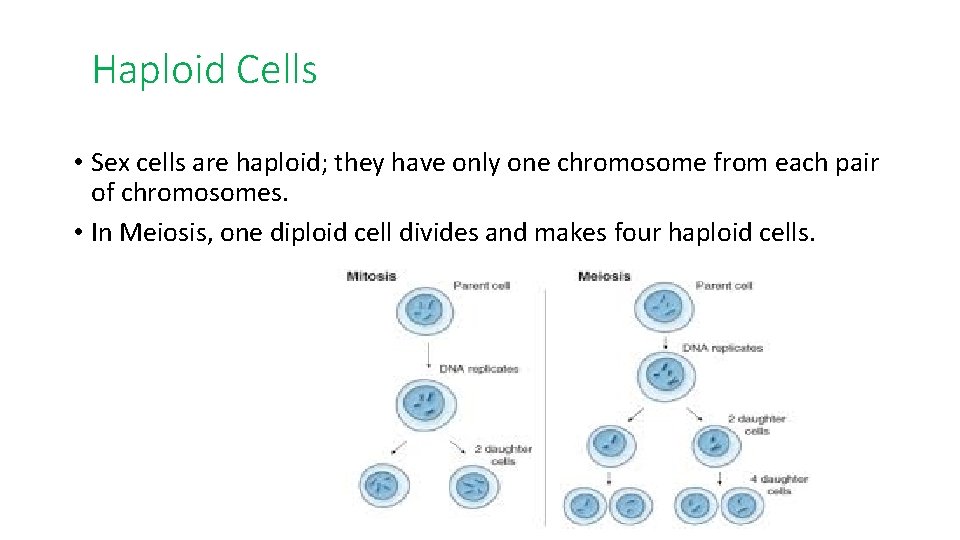 Haploid Cells • Sex cells are haploid; they have only one chromosome from each