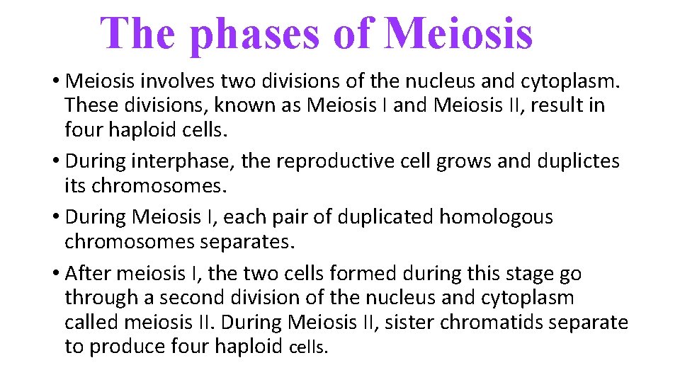 The phases of Meiosis • Meiosis involves two divisions of the nucleus and cytoplasm.