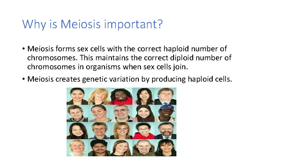 Why is Meiosis important? • Meiosis forms sex cells with the correct haploid number