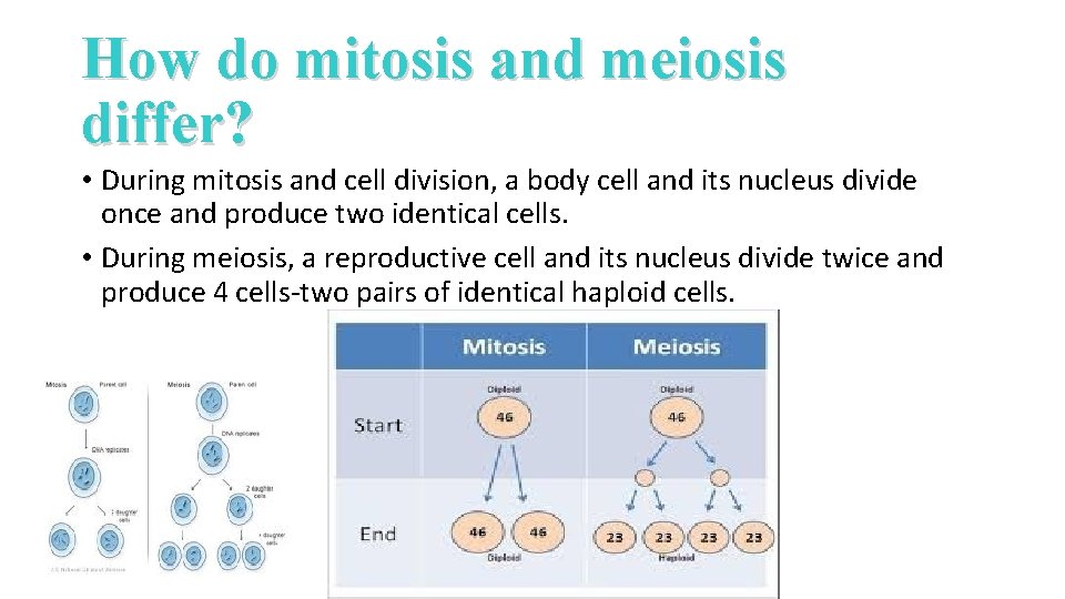 How do mitosis and meiosis differ? • During mitosis and cell division, a body