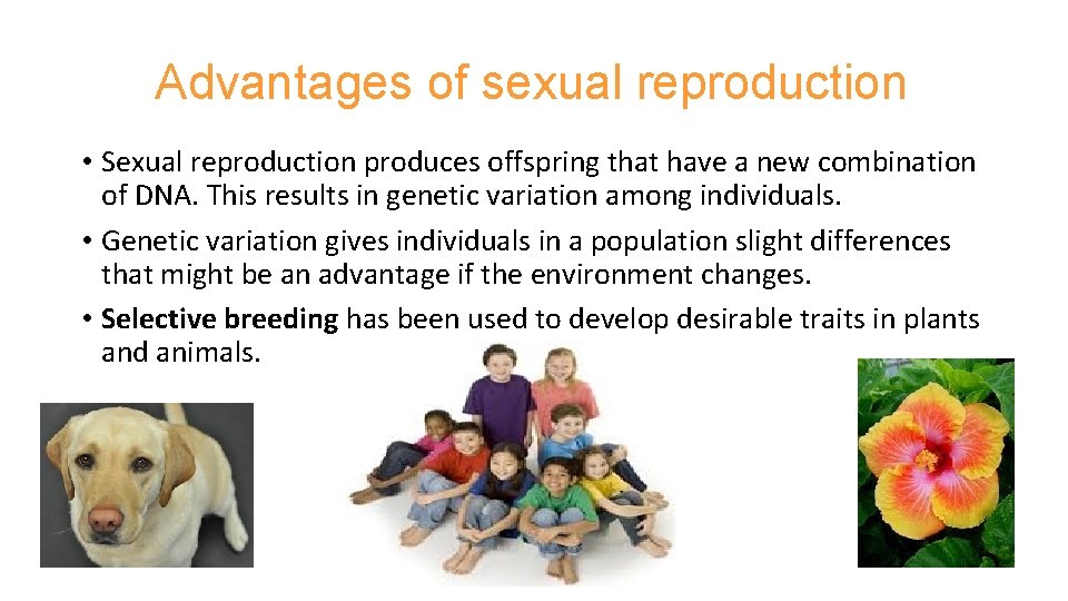 Advantages of sexual reproduction • Sexual reproduction produces offspring that have a new combination