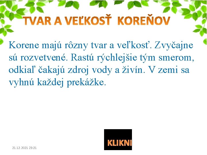 Korene majú rôzny tvar a veľkosť. Zvyčajne sú rozvetvené. Rastú rýchlejšie tým smerom, odkiaľ