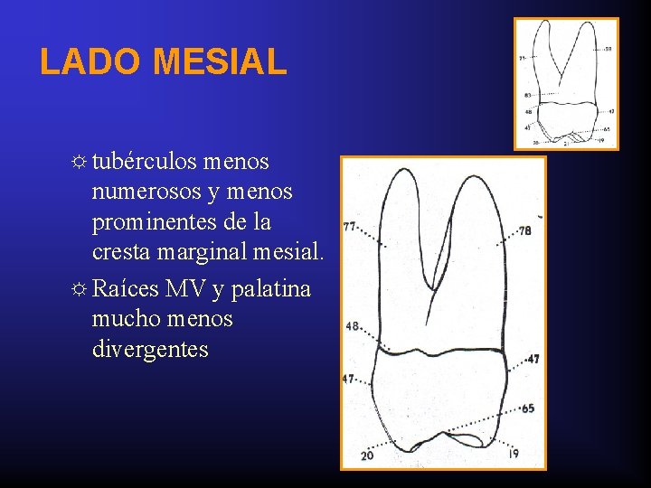 LADO MESIAL ☼ tubérculos menos numerosos y menos prominentes de la cresta marginal mesial.