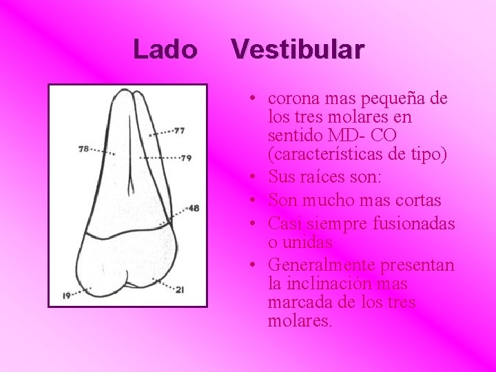 Lado Vestibular • corona mas pequeña de los tres molares en sentido MD- CO