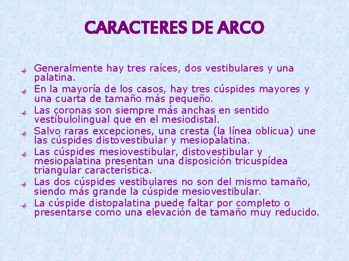 CARACTERES DE ARCO ﻬ Generalmente hay tres raíces, dos vestibulares y una palatina. ﻬ