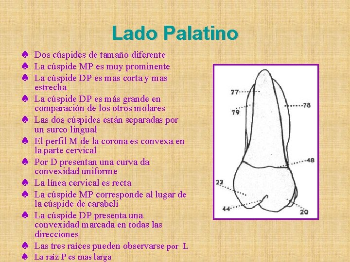 Lado Palatino ♠ Dos cúspides de tamaño diferente ♠ La cúspide MP es muy