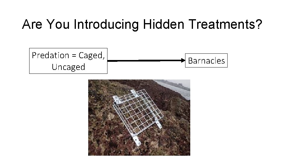 Are You Introducing Hidden Treatments? Predation = Caged, Uncaged Barnacles 