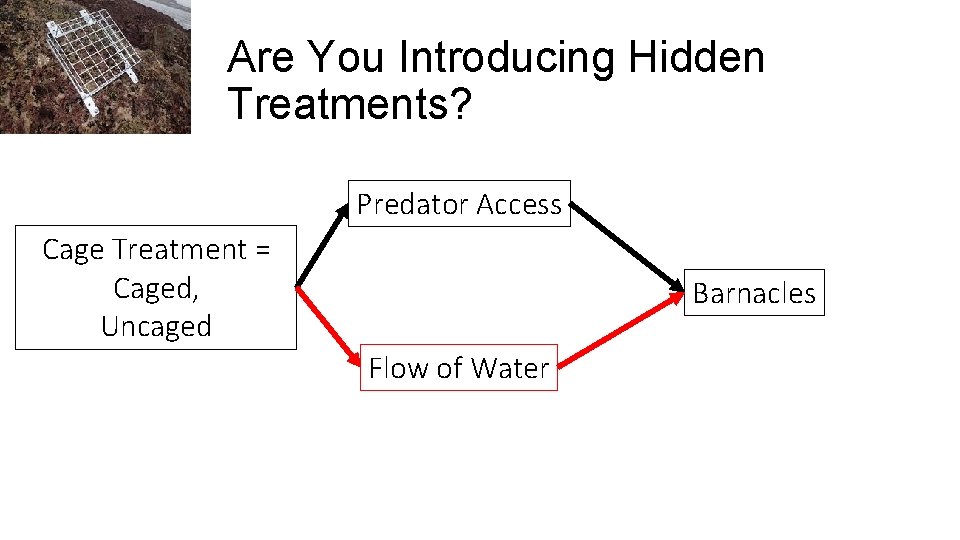 Are You Introducing Hidden Treatments? Predator Access Cage Treatment = Caged, Uncaged Barnacles Flow