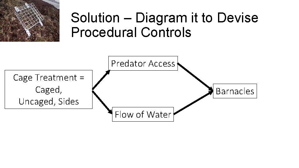 Solution – Diagram it to Devise Procedural Controls Predator Access Cage Treatment = Caged,