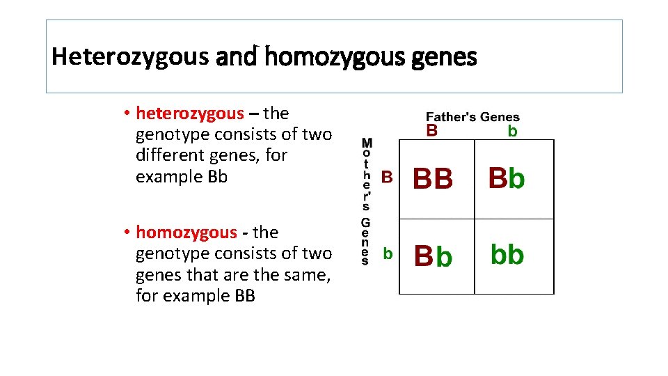 Heterozygous and homozygous genes • heterozygous – the genotype consists of two different genes, Heterozygous and homozygous genes • heterozygous – the genotype consists of two different genes,