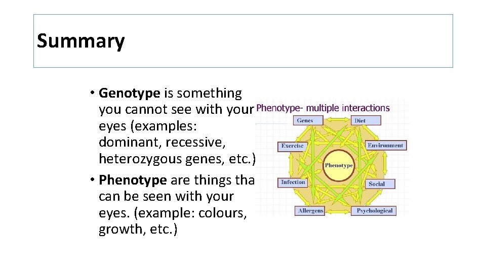Summary • Genotype is something you cannot see with your eyes (examples: dominant, recessive, Summary • Genotype is something you cannot see with your eyes (examples: dominant, recessive,