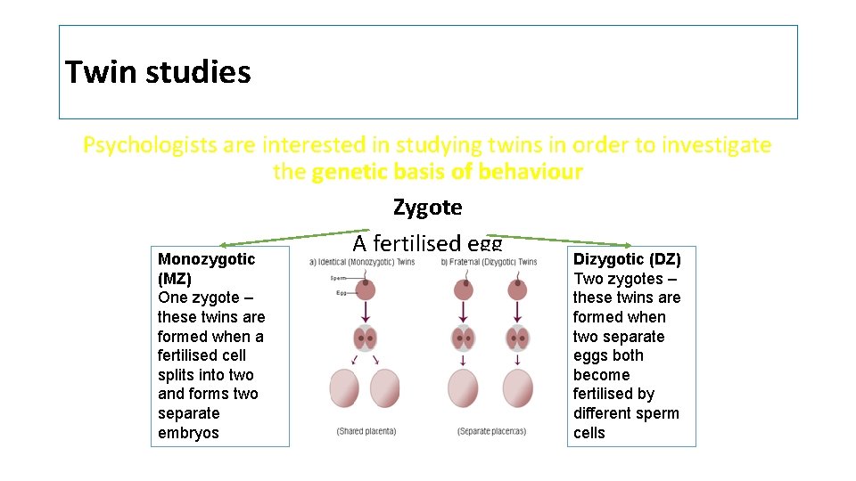 Twin studies Psychologists are interested in studying twins in order to investigate the genetic Twin studies Psychologists are interested in studying twins in order to investigate the genetic