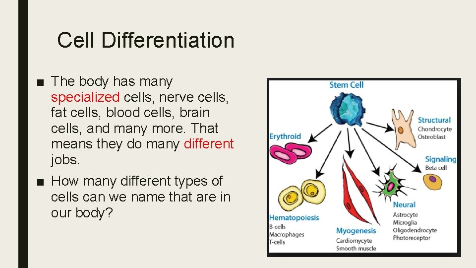 Cell Differentiation ■ The body has many specialized cells, nerve cells, fat cells, blood