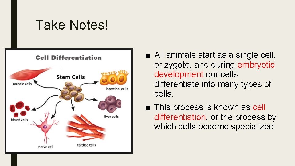 Take Notes! ■ All animals start as a single cell, or zygote, and during