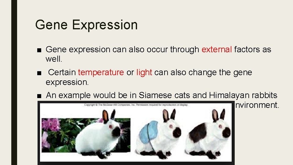 Gene Expression ■ Gene expression can also occur through external factors as well. ■