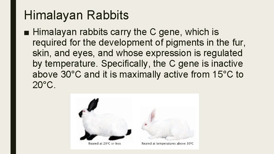 Himalayan Rabbits ■ Himalayan rabbits carry the C gene, which is required for the