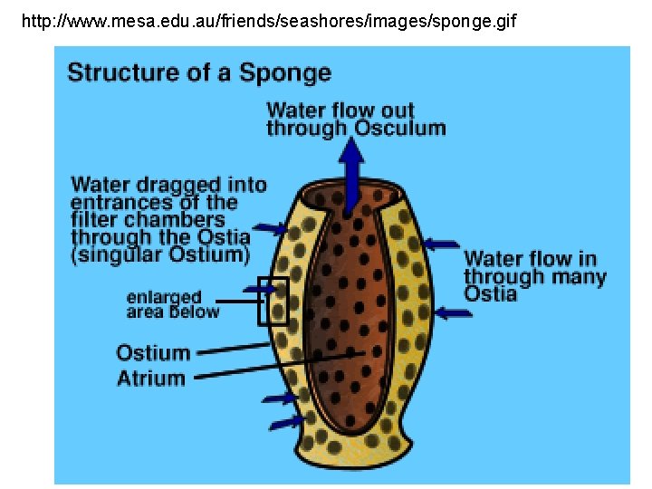 http: //www. mesa. edu. au/friends/seashores/images/sponge. gif 