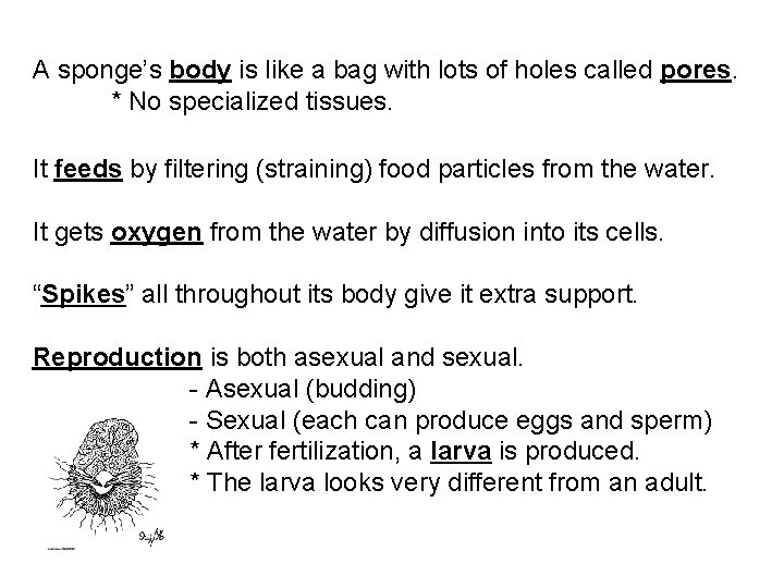A sponge’s body is like a bag with lots of holes called pores. *