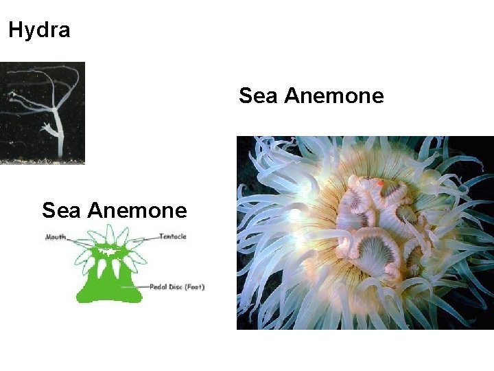 Hydra Sea Anemone 