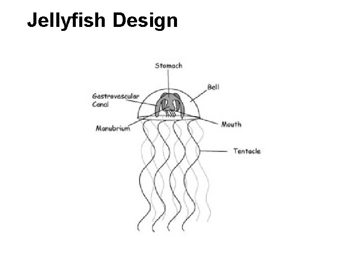 Jellyfish Design 