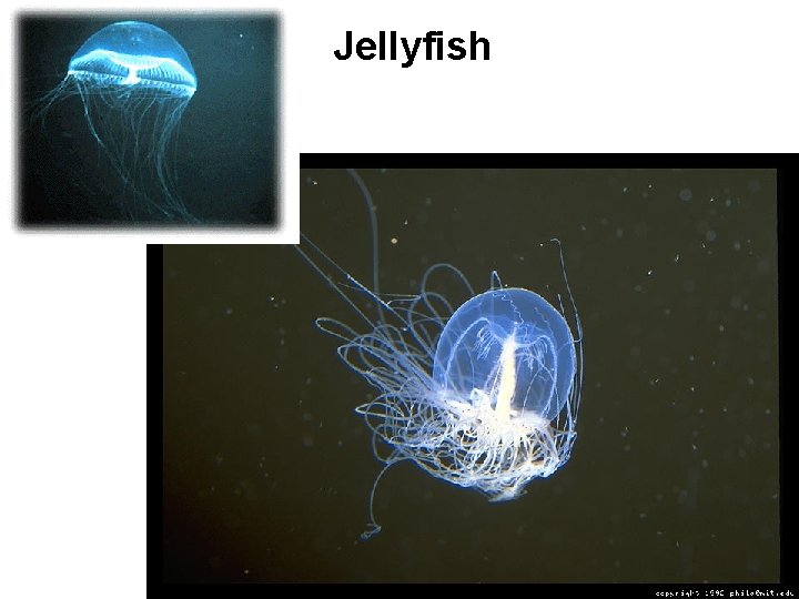 Jellyfish 