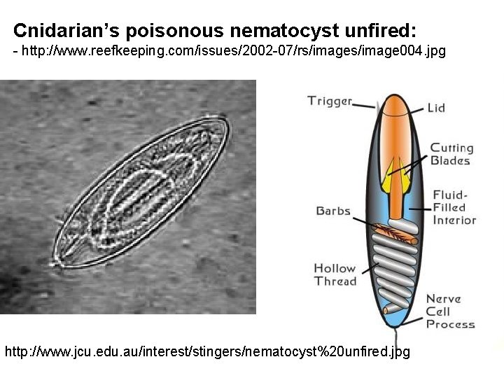 Cnidarian’s poisonous nematocyst unfired: - http: //www. reefkeeping. com/issues/2002 -07/rs/image 004. jpg http: //www.