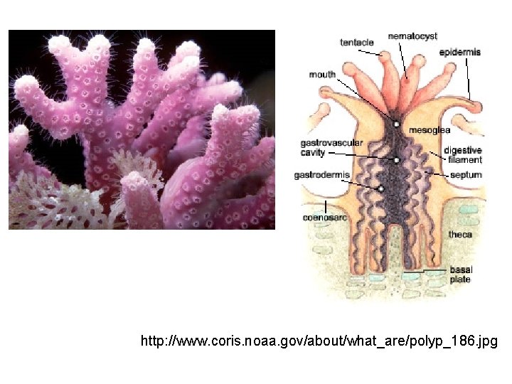 http: //www. coris. noaa. gov/about/what_are/polyp_186. jpg 