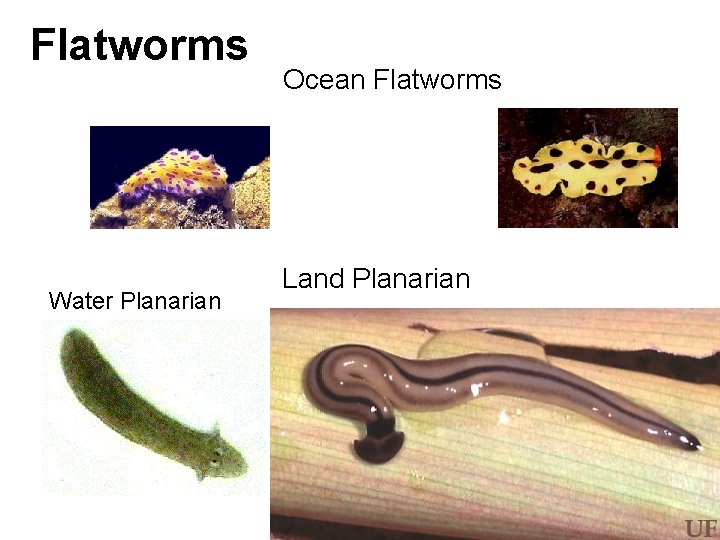 Flatworms Water Planarian Ocean Flatworms Land Planarian 
