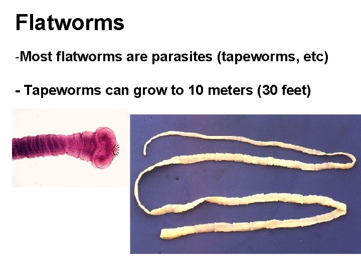 Flatworms -Most flatworms are parasites (tapeworms, etc) - Tapeworms can grow to 10 meters