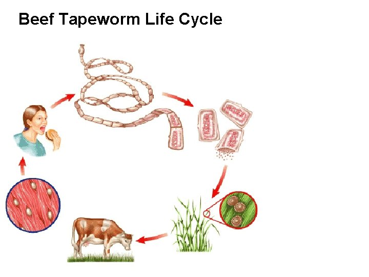 Beef Tapeworm Life Cycle 