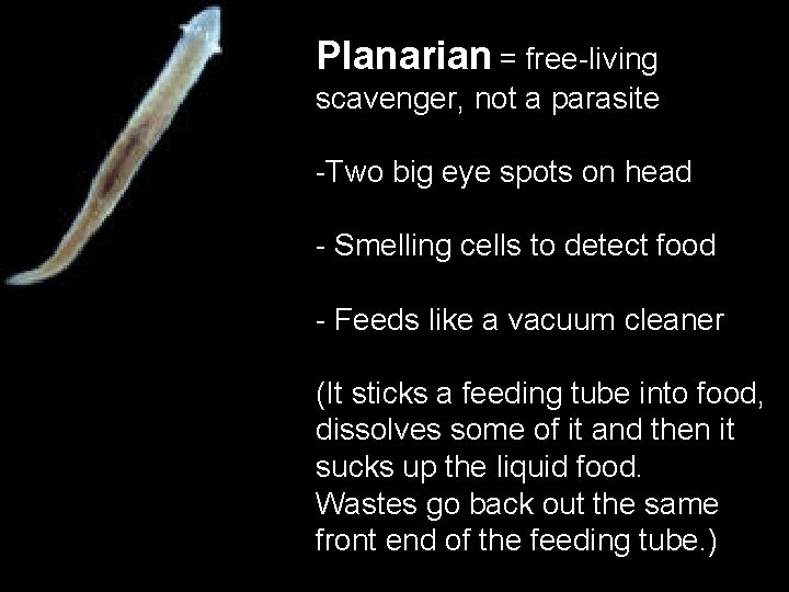 Planarian = free-living scavenger, not a parasite -Two big eye spots on head -