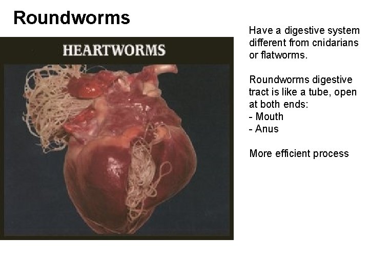 Roundworms Have a digestive system different from cnidarians or flatworms. Roundworms digestive tract is