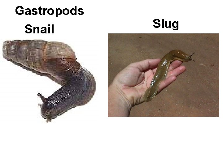 Gastropods Snail Slug 
