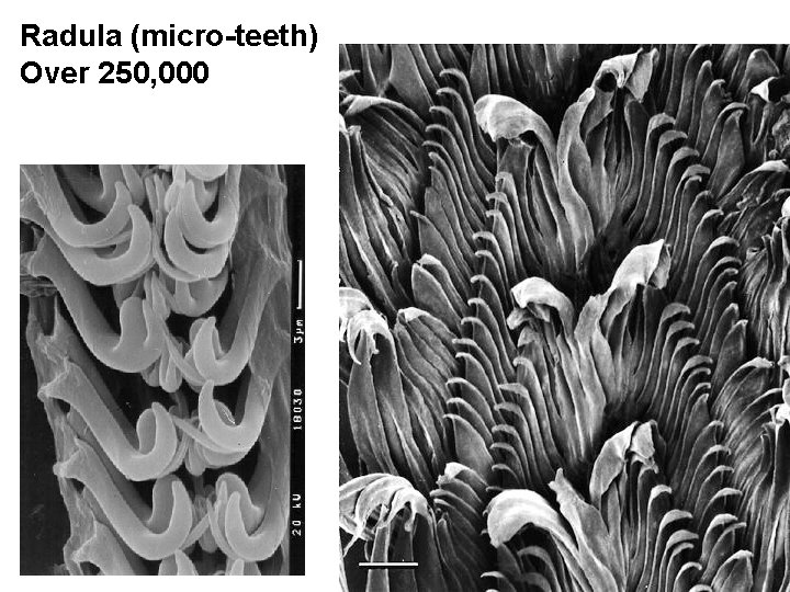Radula (micro-teeth) Over 250, 000 