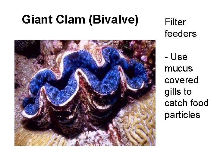 Giant Clam (Bivalve) Filter feeders - Use mucus covered gills to catch food particles