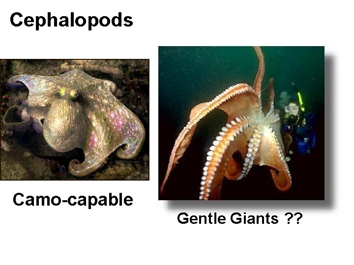 Cephalopods Camo-capable Gentle Giants ? ? 