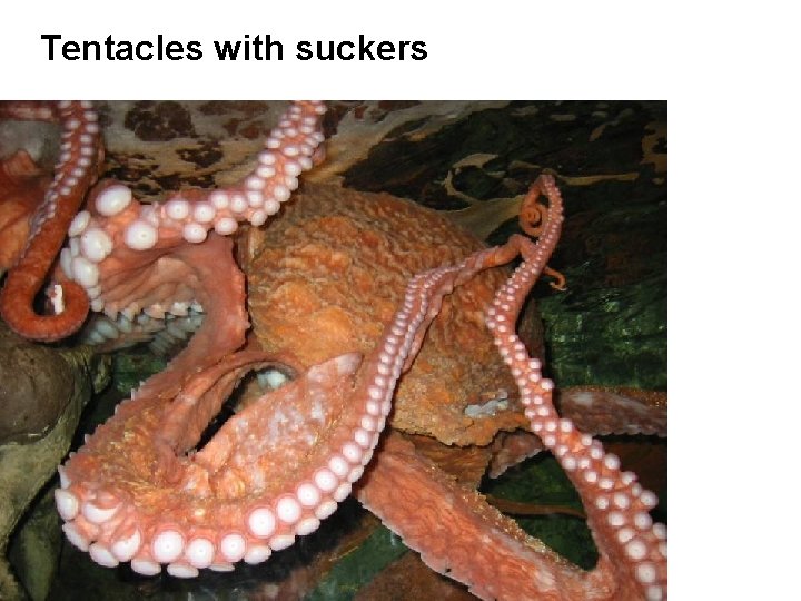 Tentacles with suckers 