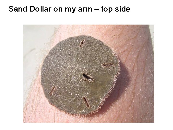 Sand Dollar on my arm – top side 