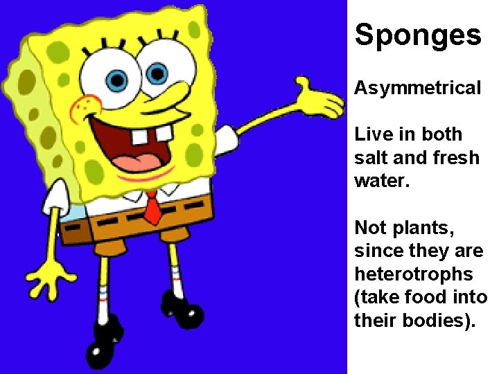 Sponges Asymmetrical Live in both salt and fresh water. Not plants, since they are