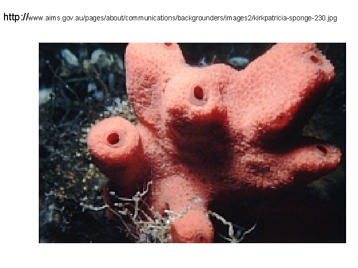 http: //www. aims. gov. au/pages/about/communications/backgrounders/images 2/kirkpatricia-sponge-230. jpg 