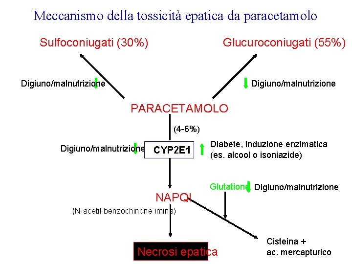 Meccanismo della tossicità epatica da paracetamolo Sulfoconiugati (30%) Glucuroconiugati (55%) Digiuno/malnutrizione PARACETAMOLO (4 -6%)