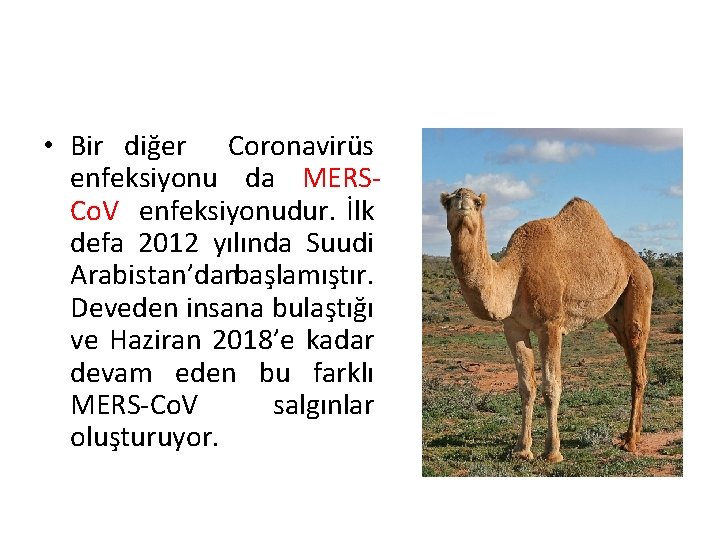  • Bir diğer Coronavirüs enfeksiyonu da MERSCo. V enfeksiyonudur. İlk defa 2012 yılında