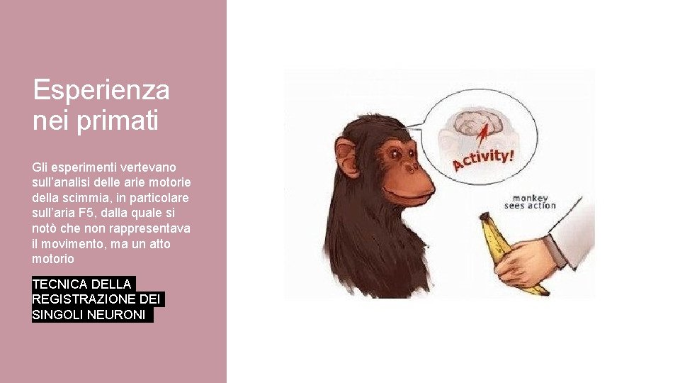 Esperienza nei primati Gli esperimenti vertevano sull’analisi delle arie motorie della scimmia, in particolare