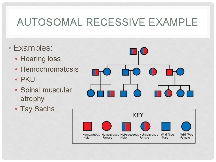 AUTOSOMAL RECESSIVE EXAMPLE • Examples: • • Hearing loss Hemochromatosis PKU Spinal muscular atrophy